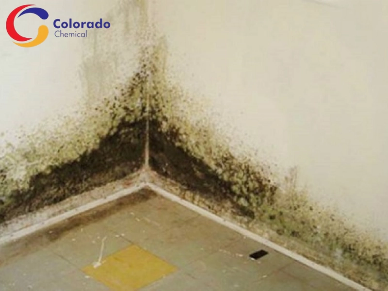 Xử lí vết rêu cũ để thay lớp sơn mới