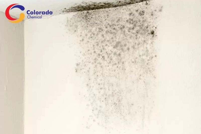 tường bị nấm mốc dù đã sơn lót