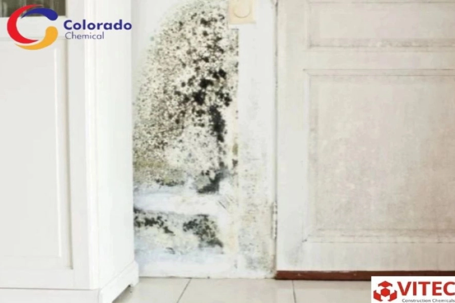 Giải Pháp Sơn Chống Thấm PU Cho Tường Cũ Bị Rêu Mốc Bảo Vệ Công Trình 