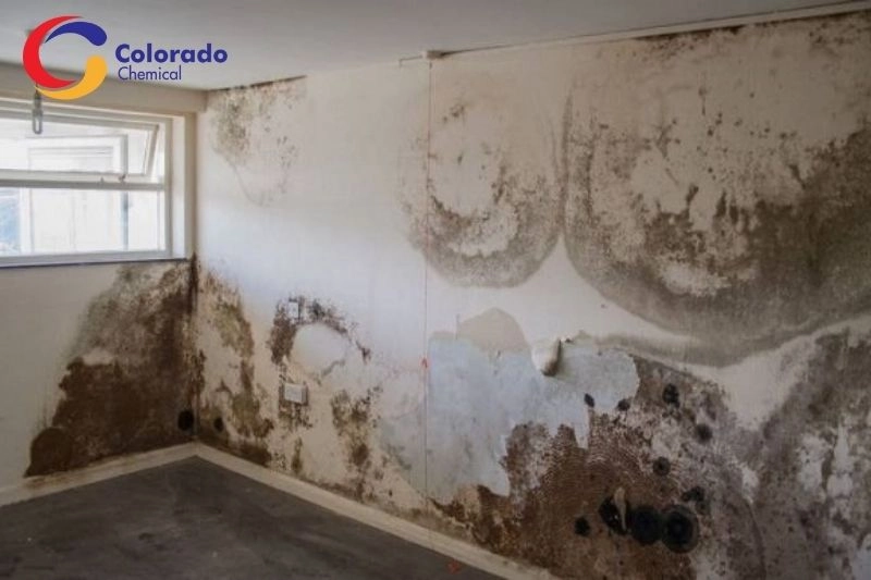 tường bị nấm mốc dù đã sơn lót