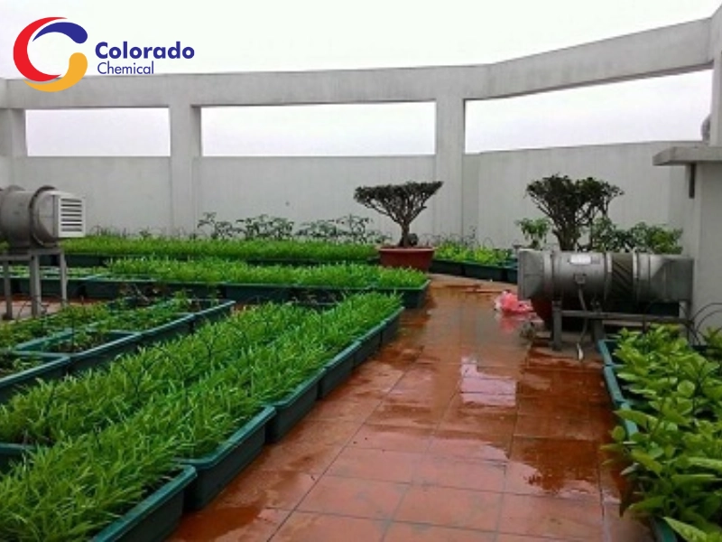 Những lưu ý quan trọng khi chống thấm dột sân thượng để trồng cây